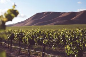 Vineyard in the sun